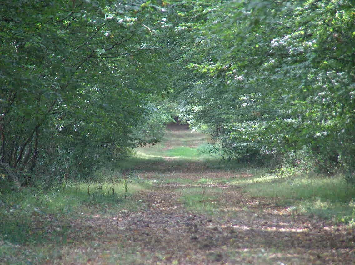 all&eacute;e du parc de la thibaudiere